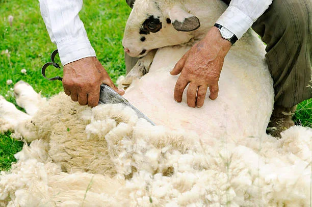 Shearing the Wool