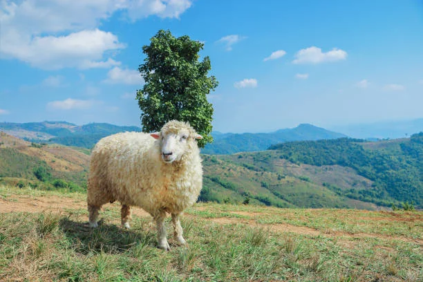 The Environmental Impact of Wool Fabric