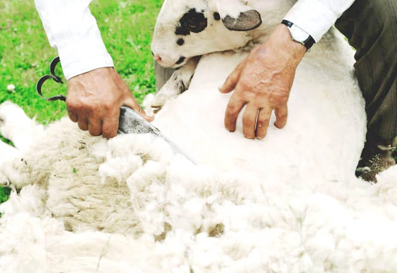 how is wool processed into fabric 3